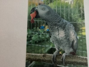 Lori