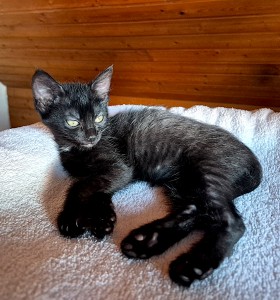 Lumi