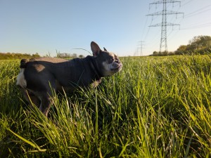 Nero (2)