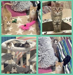 KittenCollage2