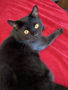 Merlin