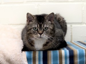Nova