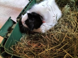 Oreo