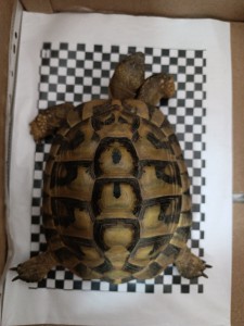 521