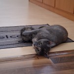 Katze Pia