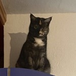 Lucy