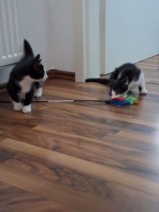 Paul und Pippin