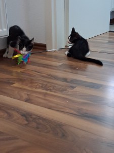 Paul und Pippin2