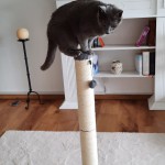 Balu