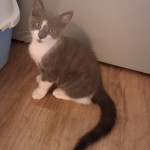 Lasse1