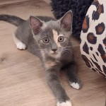 Lola2
