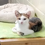 Penny