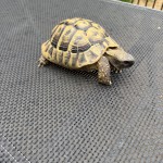 Rudi3