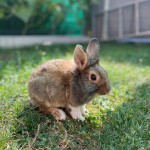 Zwergkaninchen