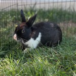 Zwergkaninchen2