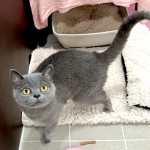Missy